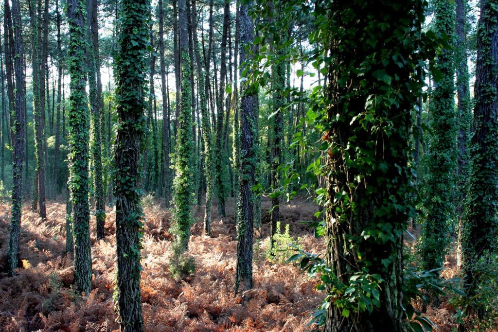 Villa De L'Etang Blanc Seignosse Bagian luar foto