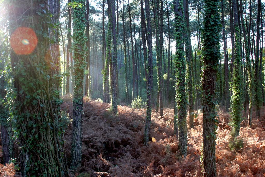 Villa De L'Etang Blanc Seignosse Bagian luar foto